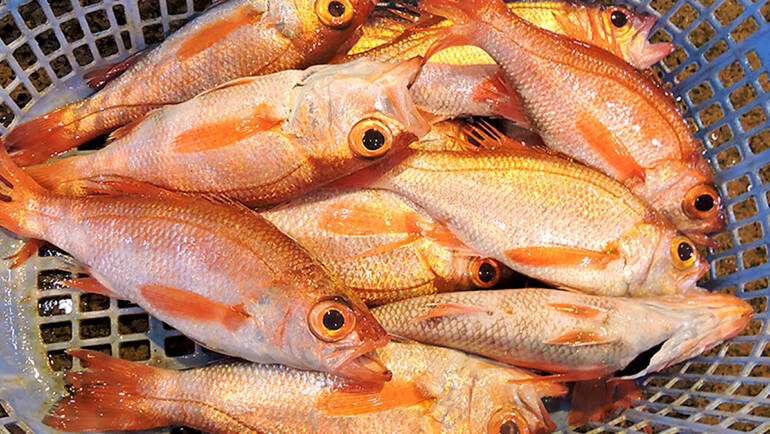 能登天然のどぐろ